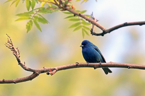 Scrap Of Sky With Wings by Deb Oppermann